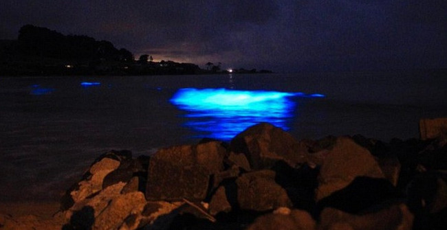 The Miraculous Sea Water Kept Touching, Emitting Blue Light