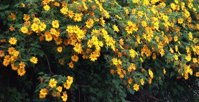 The Most Beautiful and Attractive Flower Seasons in Vietnam Should