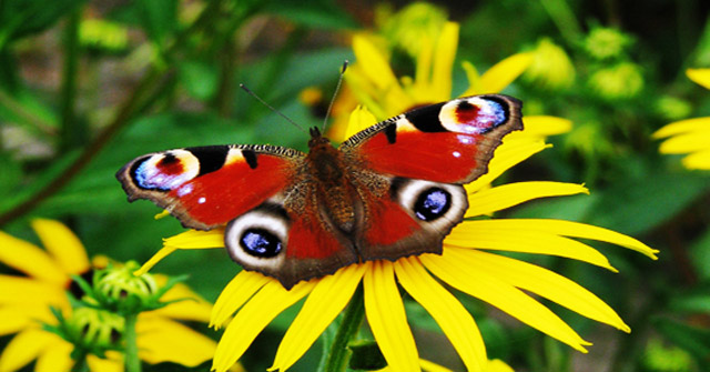 The Most Beautiful Butterflies In The World