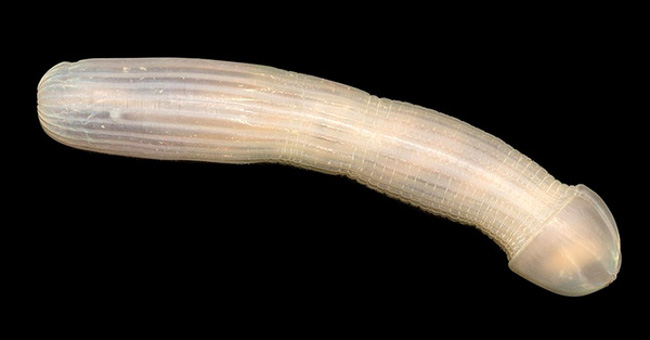The Most Bizarre Creatures Are Found by Scientists Under the Sea Floor of Australia