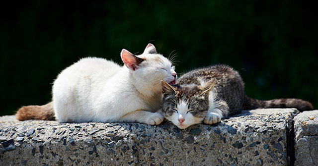 The Most Cute and Adorable Set of Cat Wallpapers