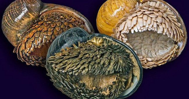The Most Exotic Snail in the World Makes the US Military Study