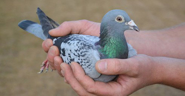 The Most Expensive Animals on the Planet, the Most Expensive Ones