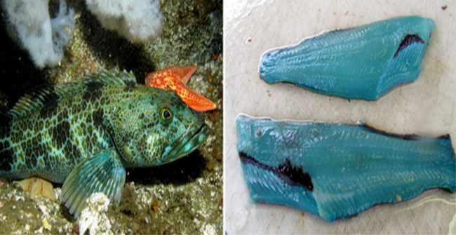 The Most Special Fish on the Planet Has Pale Green Flesh Like