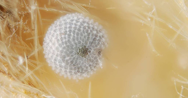 The Most Unique and Beautiful Nest Eggs in the World of Insects