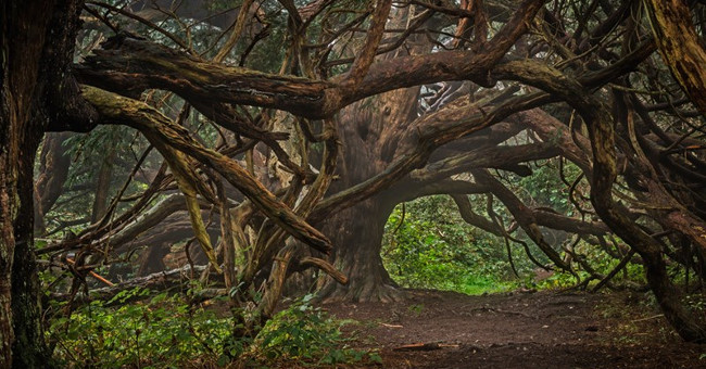 The Mysterious Witch Forest in England