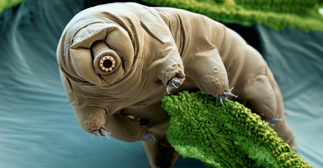 The Mystery Behind the Viability of the Only Immortal Creature