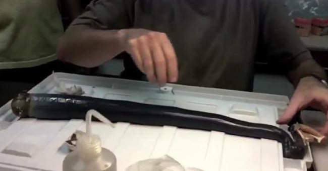 The Mystery of a Giant 1.5-meter-long Worm Eating Both Hydrogen