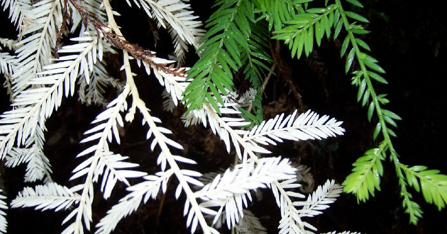 The Mystery of the 'Ghost Tree' Poisoning Itself in Exchange for Nutrients