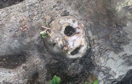 The Mystery of the Ghostly Faces That Happened to Appear on the Tree Trunks Startled Many People