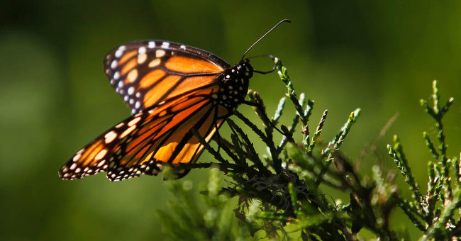 The New Butterfly Was First Found in Israel After 109 Years