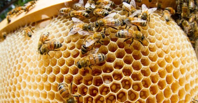 The Number of Honey Bees in the World Decreased by Nearly 12%
