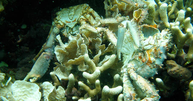 The Ocean Is Losing Breath