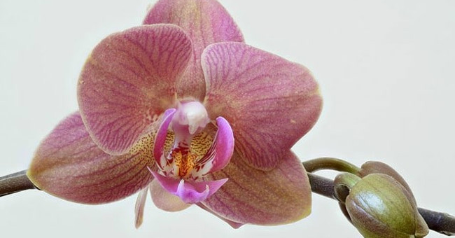 The Oldest Orchid Fossil Dated 45-55 Million Years Old Was Discovered