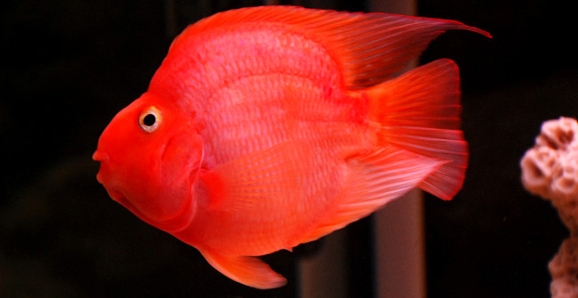 The Ornamental Fish Wrapped Around the Master's Hand Asked
