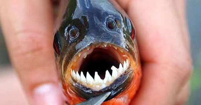 The Piranhas Are Not as Aggressive as We Thought They Were, Making