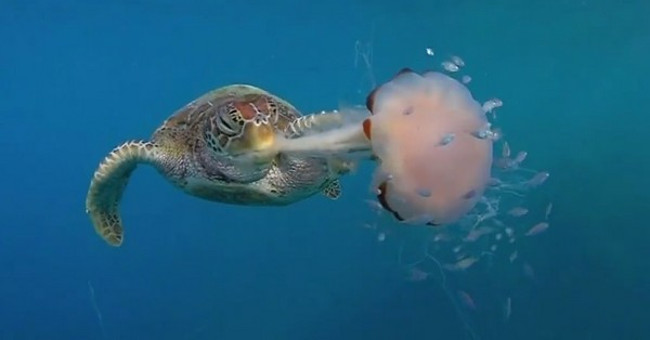 The Poisonous Sea Turtle Tugs the Jellyfish Eat Voraciously