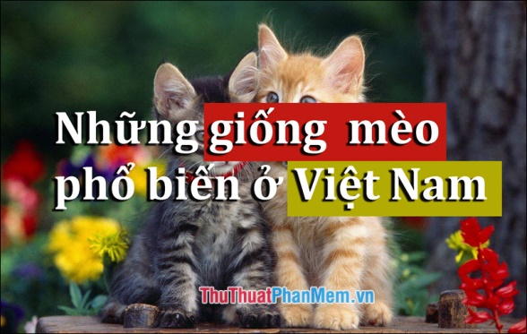 The Popular Cat Breed in Vietnam