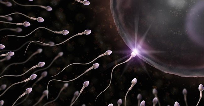 The Process of Sperm Formation and the 5 Facts Startle You