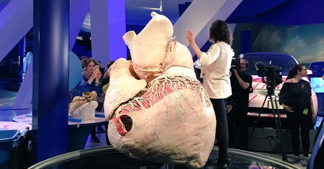 The Process of Turning 200kg Whale Hearts into Plastic Hearts Is