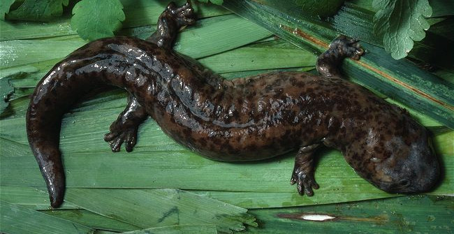 The Rare Giant Living Fossil Salamander Stuck Two Years