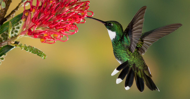 The Reason Why Hummingbirds Never Had an Accident