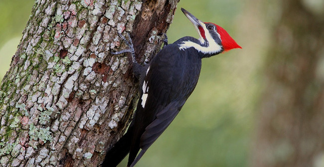 The Reason Why Woodpeckers Are Pecking Continuously into the Trunk