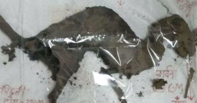 The Remains of Dinosaur Suspects Were Discovered in Uttarakhand, India