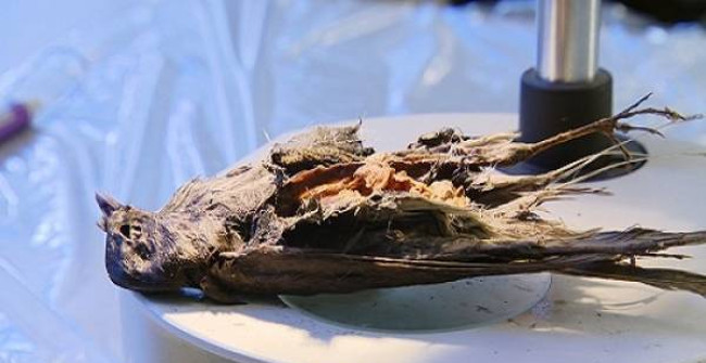 The Remains of the Bird Still Have Organs Left After More Than 4,000 Years Buried Under the Ice