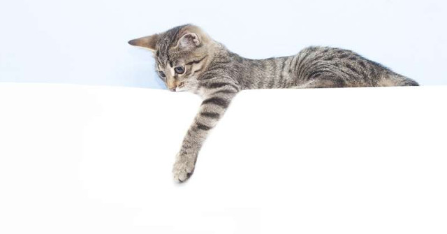 The Researchers Found That Female Cats Are More Likely to Be