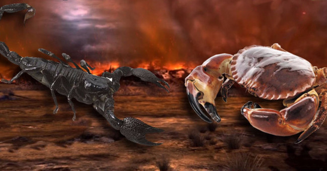 The Scorpion of Freshwater Crab War, the Battle of the Couples