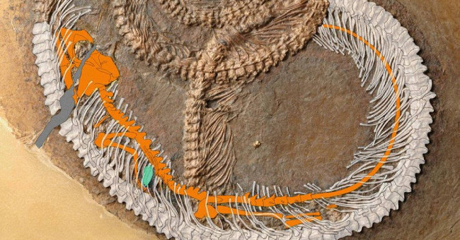 The Second Time the Ancient Fossil '3 in 1' Was Discovered