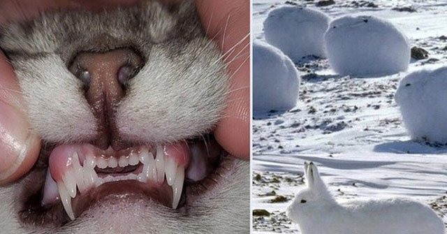 The Series of Photos Proving the World Has So Many Strange Things