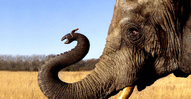 The Small Animal Terrified the Giant Elephant to Flee