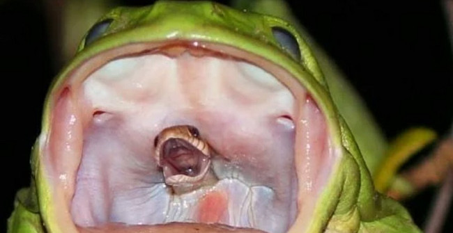 The Small Snake Desperately Took the Last Breath from the Frog's
