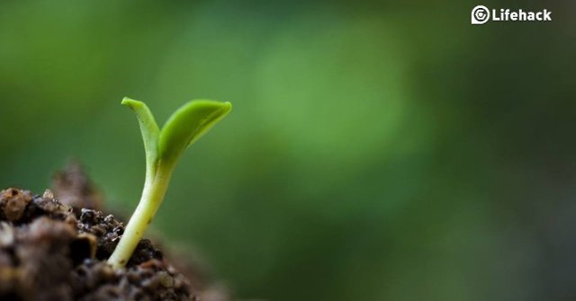 The Story of Two Seeds Will Help You Take the First Step