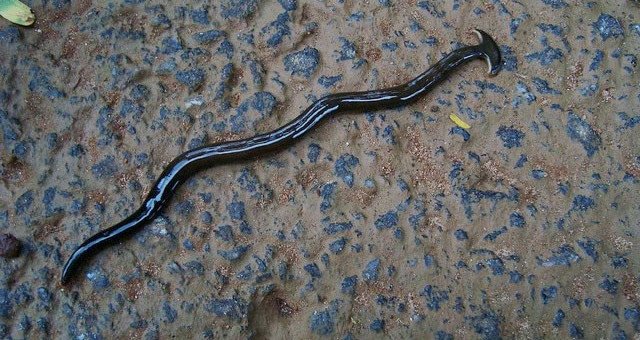 The Strange Creature Re-grows Its Head, Turning Its Prey into Water