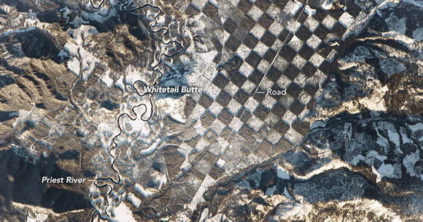 The Strange Forest Area Looks Like a Chessboard When Viewed from Above
