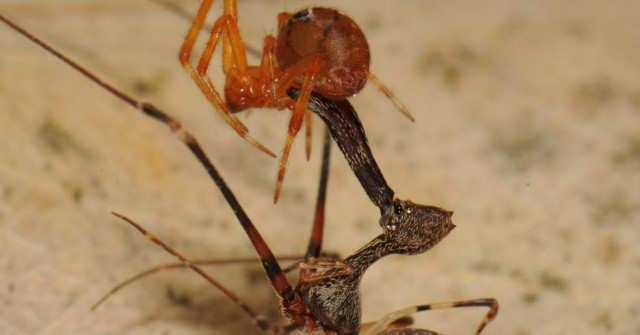 The Study Found 18 New Pelicans Species: Spiders