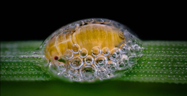 The Stunning Beauty of the Small World Under the Microscope Through