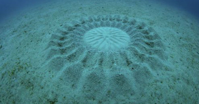 The Surprising Truth Behind the Strange Circles Under the Ocean
