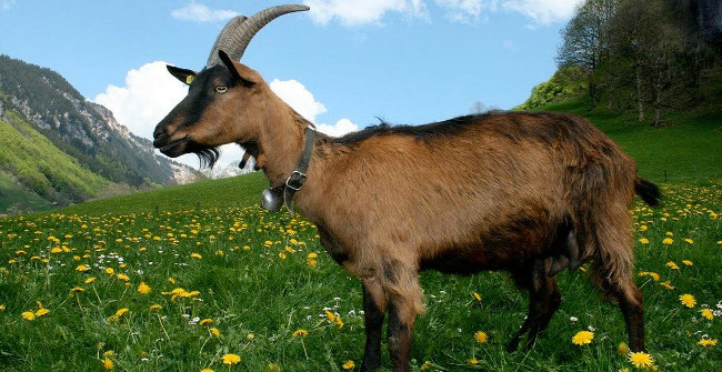 The Unbelievable Truth About 'Farting' of Animals