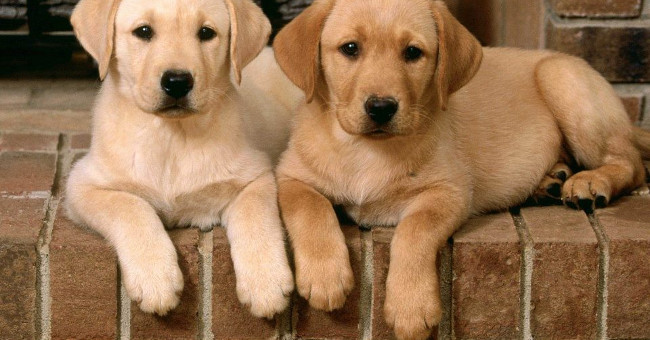 The Unbelievable Truth: Dog Feet Have an Attractive Smell of Popcorn
