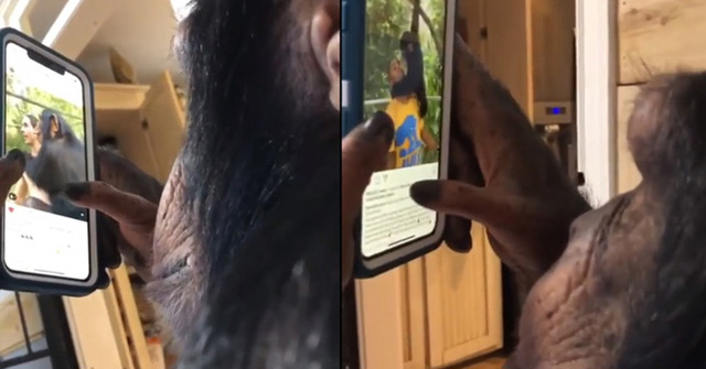 The Video of a Chimpanzee Surfing Instagram Is as Mature as the One Who Surprised Everyone