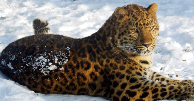 The World's 10 Most Endangered Animals