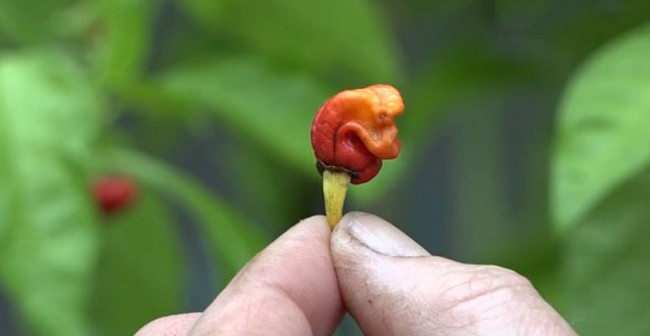 The World's Most Spicy Chilli Can Kill People