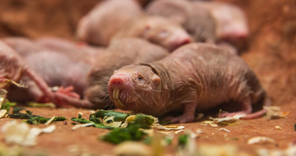Theoretically, Hairless Moles Can Be Immortal