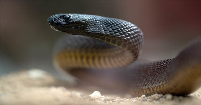 There Are 50 Venomous Snakes, This Is the Most Unique Snake on the Planet