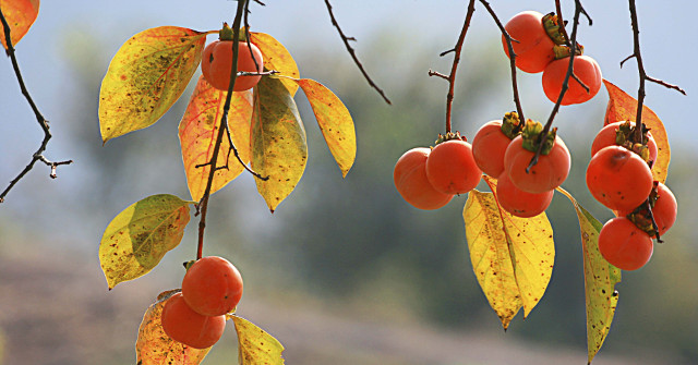 There Are Many Types of Anti-cancer Fruits in Vietnam That Few People Pay Attention To