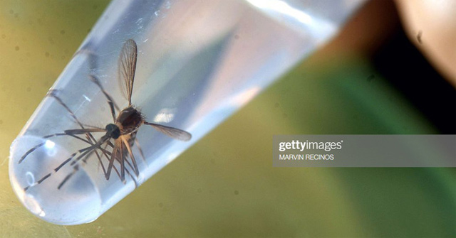 There Are No Mosquitoes in Iceland, the Only One Has Been Soaked
